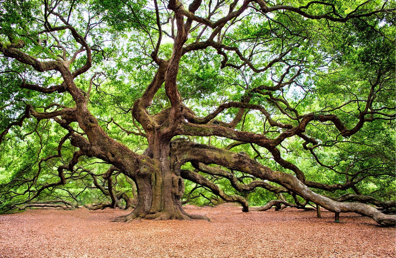 oak tree, tree, huge-2018822.jpg